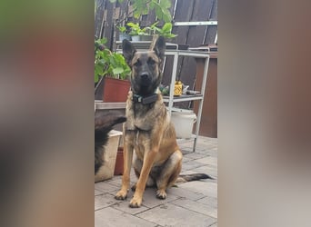 Nala - in 50127 Bergheim auf Pflegestelle