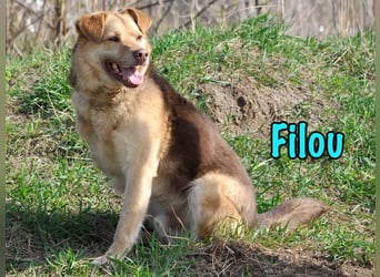 Filou geb. 04/2022 - lebensfroher, unglaublich netter Hund sucht Menschen mit Herz!