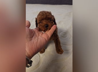 Tiny Asiatische Püppchen Toypudel Welpen
