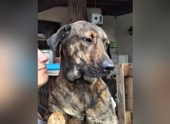 ⭐️ZICO⭐️, Rüde, 2,5 Jahr, 48 cm, Mischling, Tierschutz