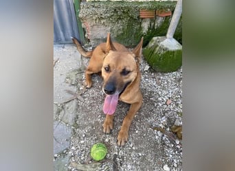 LOKA sucht Spielkamerad auf 2 (festen) Beinen