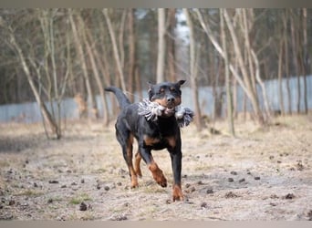 Martha, Rottweiler,geb. 2019, großes Rotti-Mädel sucht ihre Menschen