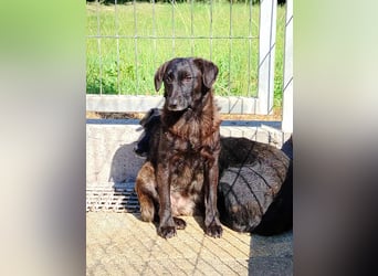 kleine schüchterne Mischlings Hündin Sunny sucht ein Zuhause oder PS