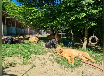 SVEN – ein Gentlemen mit grauer Schnauze hofft auf das große Glück "Eigene Familie"