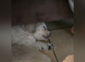Golden Retriever Welpen suchen .....