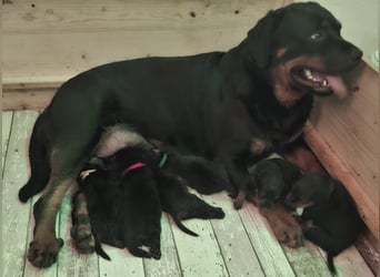Reinrassige Rottweiler Welpen , Sportliche leistung Zucht