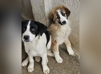 Zarina, geb. ca. 01/2025, lebt in GRIECHENLAND, im städt. Tierheim Serres
