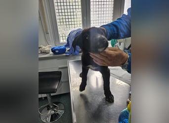 Nova – Kleine Powermaus mit viel Charme sucht aktive Menschen