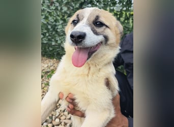 LEILA sucht eine Familie