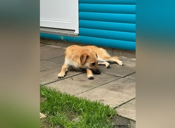 ♥PEPITO♥ neu auf Pflegestelle bei Köln - niedlicher, verspielter, fröhlicher Jungspund 46cm