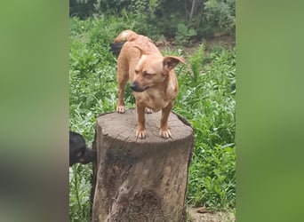 Greta und Helene, zwei süsse noch unerzogenen frechen Mäuse, nur im Doppelpack