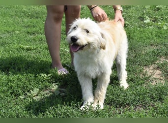 Pfiffige Suki sucht ihre Menschen