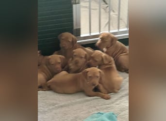 Magyar Vizsla Welpen in Erwartung