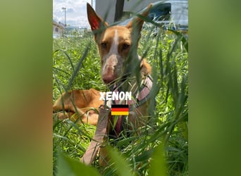 Xenon,geb.08/23,lieber Podenco sucht seine Familie,bereits in DE auf Pflegestelle in 86685 Huisheim