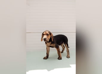 Jagdhund Mix Hugo