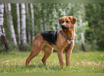 Perfekte Mischa sucht ihre Menschen