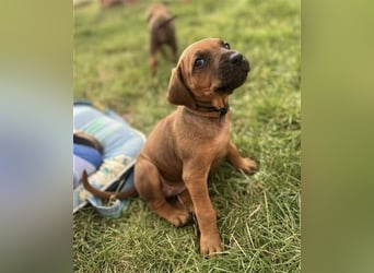 Reinrassige Rhodesian Ridgebackwelpen suchen ein liebevolles zu Hause