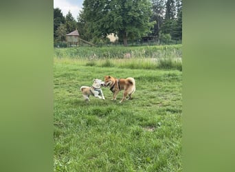 Alenia sucht ihr Traumzuhause !
