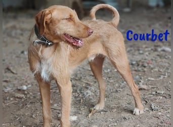 Courbet 11/2022 (ESP) - verspielter, hübscher Jagdhund-Mix Junghund!