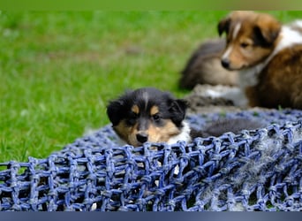 Familienfreundliche amerikanische Collies