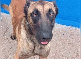 Tintin, traumhafter Malinois Rüde mit bestem Charakter, sehr sozial   Steckbrief Name: Tintin Rasse: