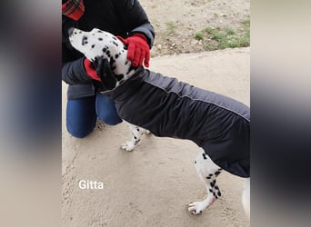 Gitta, zur Zucht missbraucht hat konkrete Interessenten