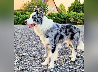 Traumhund: ruhiger & verschmuster Border Collie