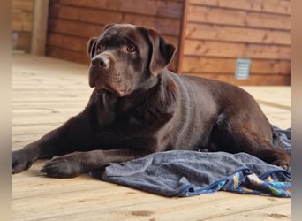 Wurfankündigung für August von reinrassig braunen Labrador Retrieverwelpen mit AT