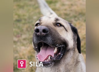 Sila: Große Hündin mit großem Herzen