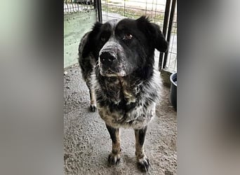 Ruby, lieb und gutmütig