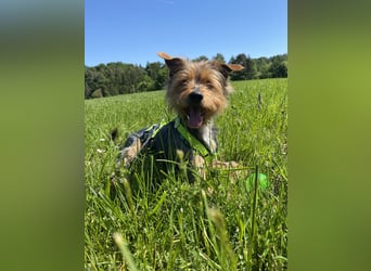Coco, sucht seine Menschen