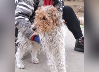 FOXTERRIER MOCSING SUCHT DRINGEND SEINE FAMILIE