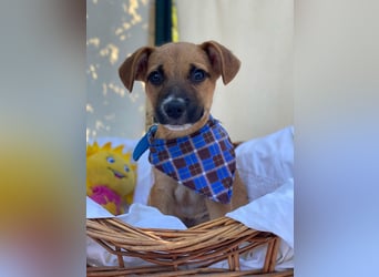Adi LM - Zuhause gesucht – Neun kleine Hundekinder auf großer Mission
