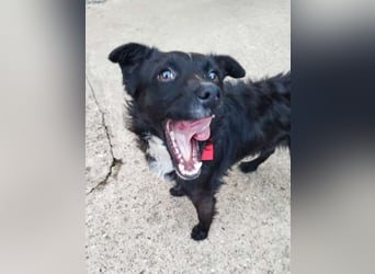 Verspielter ELVIS- sucht Zuhause für immer