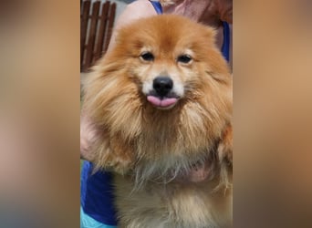 Balu SR – Schatz sucht Ruhe