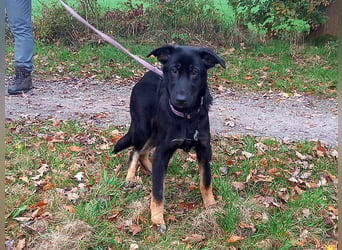 Schäferhund-Collie Mix Junghündin "Livia" sucht ein Zuhause