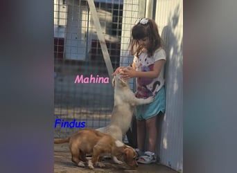 Mahina 01/2025 (ESP) - anhängliches und freundliches, süßes kleines Mädchen!