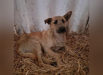 Teddy, 2 Jahre sucht sein Körbchen