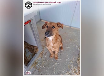 LOKI auf der Suche nach seinen Menschen für immer!