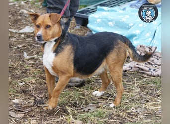 Calypso sucht ein Zuhause
