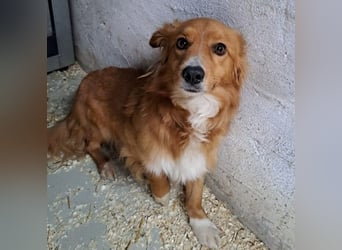 TORO, SENSIBLER RÜDE SUCHT ZUHAUSE