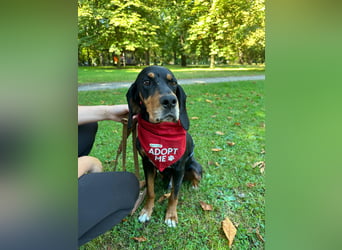 Liebevoller Jack sucht ein Zuhause
