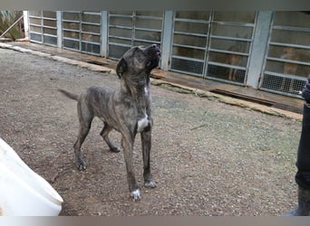 liebenswürdiger Bark sucht sein Zuhause