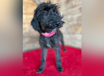 ❤️ süße kleine LEA - 6 Monate, 32cm/5,5kg - Schnauzer-Mix