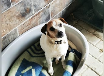 Ferdinant, Jackrusselmix, geb.2016, su. ruhiges Zuhause