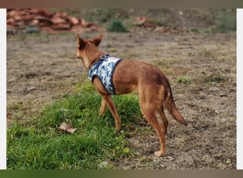 Lady(TO) tolle kleine Dame die noch viel lernen will