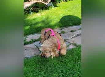 kuschlige Gioja, ein Hund für's Herz (Tierschutz)