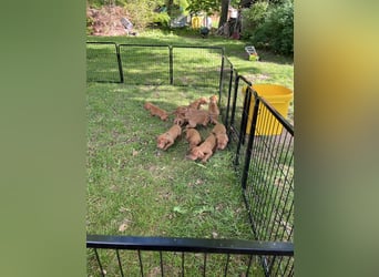 Liebevolle Vizsla Welpen ab Mitte Juni abzugeben