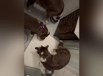 1 kleine Australian Shepherd Hündin( Welpe) braun/redtri (Minimix/Reinrassig)+ Gesundheitszeugnis