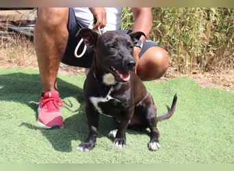 Cisco, Terrier-Mix, lieb und sozial